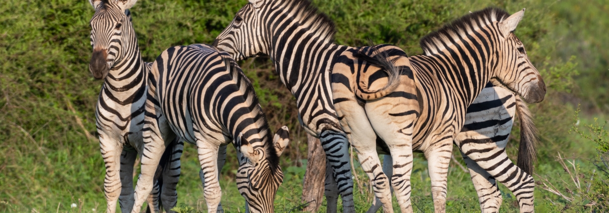 Beautiful shot of zebras group in a green field