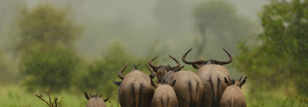 Group of wildebeests walking away on a grass covered field under the rain