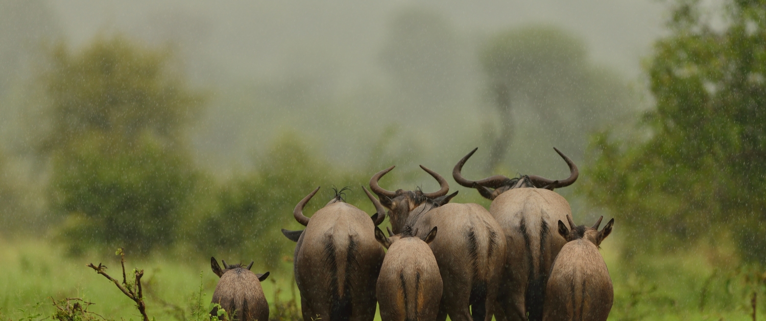 Group of wildebeests walking away on a grass covered field under the rain